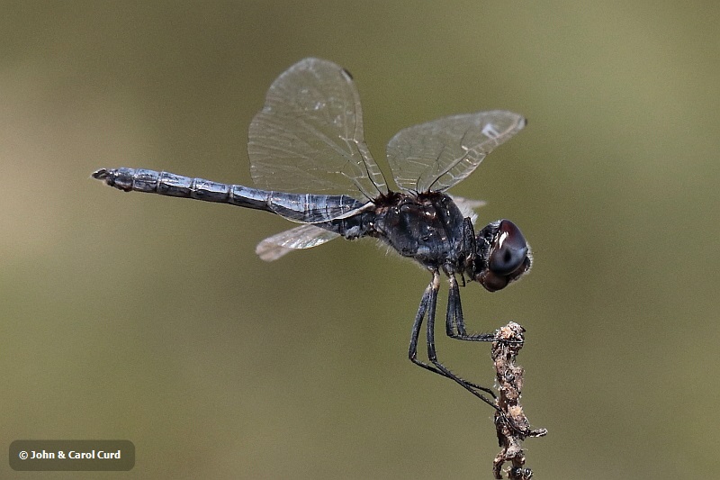 _MG_0331 Selysiothemis nigra male.JPG